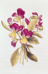 Pansy，来自&39;Julie的花环&39;，c.1642（wc on vellum） 作者 尼古拉斯·罗伯特